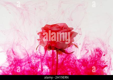 Weiße Rosenblüte innen in Wasser mit roter Acrylfarbe. Stockfoto
