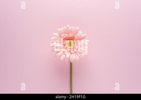 Kreatives Layout mit Gänseblümchen auf rosa Hintergrund. Minimales Naturkonzept. Flach liegend. Stockfoto