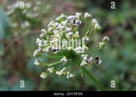 Ein Allium-Saatkopf im Herbst Stockfoto