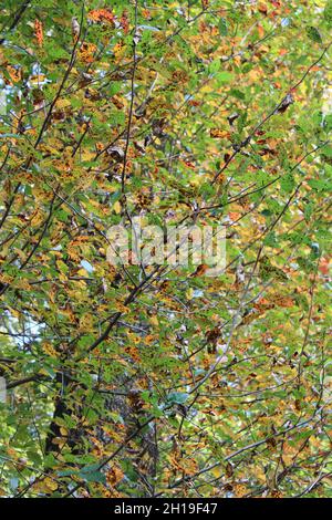 Bunte Tupelo Blätter im Herbst Stockfoto