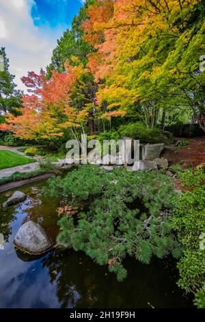 Koi-Teich mit Herbstfarbe und Kiefernzweigen im Yashiro Japanese Garden, Olympia, Washington, USA Stockfoto