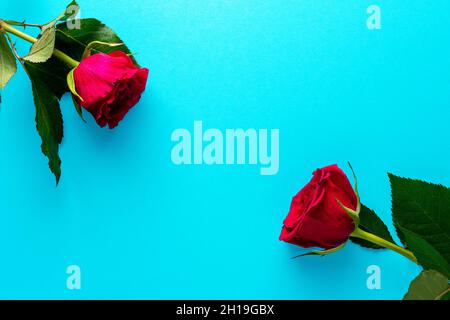 Rote Rosen auf blauem Hintergrund. Grußkarte zum Valentinstag, Frauentag. Minimales Urlaubskonzept. Stockfoto