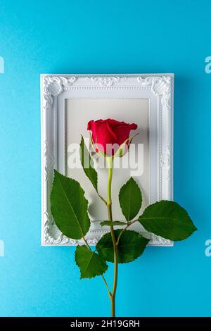 Rote Rose mit weißem Rahmen auf blauem Hintergrund. Grußkarte zum Valentinstag, Frauentag. Minimales Urlaubskonzept. Stockfoto