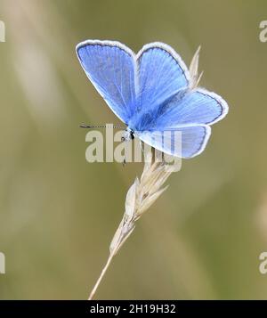 Ein männlicher Blauer Schmetterling (Polyommatus Icarus) ruht auf einer Wiese, die ihr bevorzugter Lebensraum ist. Bedgebury Forest, Kent, Großbritannien. Stockfoto