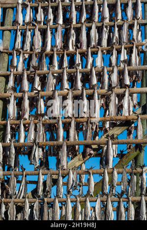 Dorschfisch trocknet auf Racks auf traditionelle Weise. Svolvaer, Lofoten Islands, Nordland, Norwegen. Stockfoto