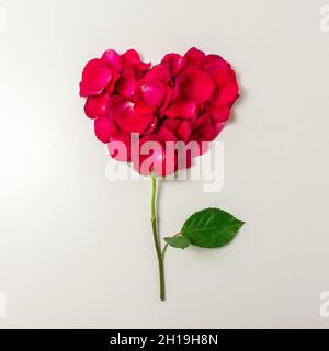 Blume in Form eines Herzens aus roten Rosenblättern. Minimaler Liebeshintergrund. Frühlingsblumen-Konzept. Stockfoto