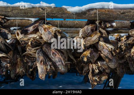 In traditioneller Weise hängen Kabeljaufischerköpfe an einem Trockengestell. Svolvaer, Lofoten Islands, Nordland, Norwegen. Stockfoto