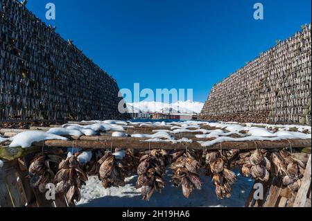 In traditioneller Weise hängen Kabeljaufischerköpfe an einem Trockengestell. Ganze Fische werden an erhöhten Racks aufgehängt. Svolvaer, Lofoten-Inseln, Stockfoto