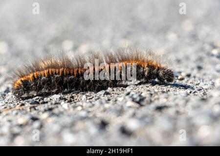 Die Raupe des Fuchsmotten - Macrothylacia rubi, kriecht auf der Straße Stockfoto