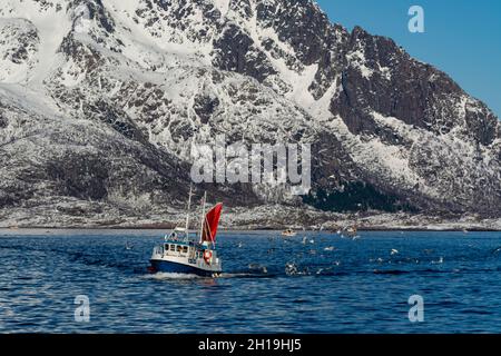 Ein Fischerboot in der Bucht von Svolvaer, gefolgt von Seevögeln. Svolvaer Bay, Lofoten Islands, Nordland, Norwegen. Stockfoto