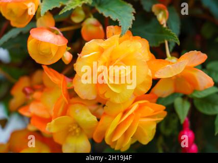 Nahaufnahme einer Begonia Illumination Apricot Shades x tuberhybrida Blume in der Spätherbstblüte Stockfoto