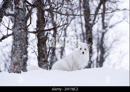 Porträt eines arktischen Fuchses, Vulpes lagopus, im Schnee. Polar Park, Bardu, Troms, Norwegen. Stockfoto