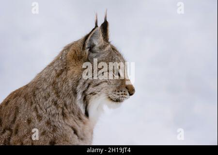 Nahaufnahme eines europäischen Luchses, Lynx Luchs. Polar Park, Bardu, Troms, Norwegen. Stockfoto