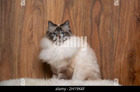 Flauschige birman-Katze auf weißem Fell auf Holzhintergrund sitzend, mit Kopierraum und Blick auf die Kamera Stockfoto