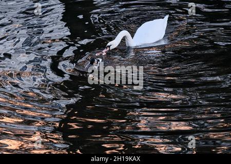 Berlin, Deutschland. Oktober 2021. Ein stummer Schwan und eine männliche Stockente kämpfen auf dem Landwehrkanal am Fraenkelufer im Berliner Bezirk Kreuzberg um ein Stück Brot. Quelle: Stefan Jaitner/dpa/Alamy Live News Stockfoto