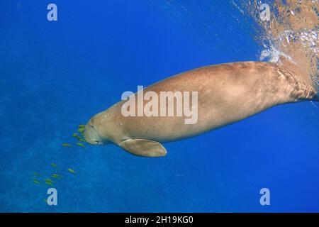 Dugong Tauchen von der Meeresoberfläche. Seekuh (Dugong Dugon) Stockfoto