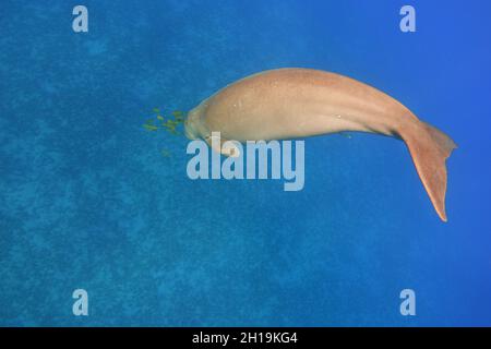 Tauchdugong. Meeressäuger (Dugong Dugon) Stockfoto