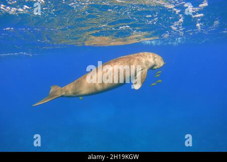 Dugong schwimmen im blauen Meer. Seekuh (Dugong dugon). Stockfoto
