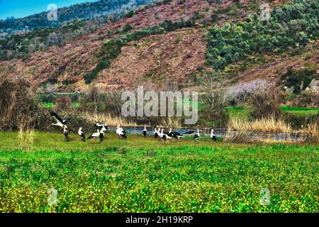 Auenwald in Karacabey Bursa viele und Gruppen von Vögeln Pelikane schwarz-weißen Storch auf grünem landwirtschaftlichen Feld in der Nähe des Flusses und Bäume. Stockfoto