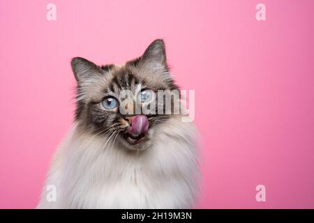 Hungry Seal Point tabby birman Katze leckt Lippen auf rosa Hintergrund Porträt mit Kopierraum Stockfoto