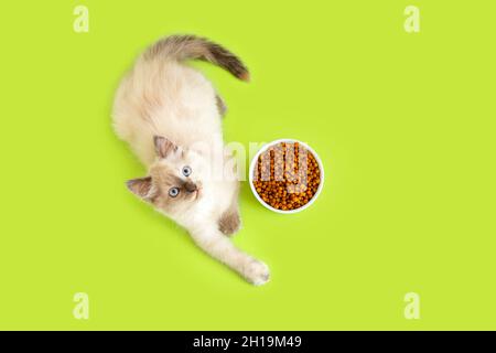 Schöne flauschige weiße Kätzchen mit Schale mit trockenem Futter isoliert auf farbigem grünem Hintergrund. Draufsicht flach liegend mit Kopierraum Katze fressen Katzen Futter Stockfoto