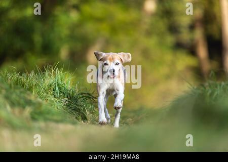 Porträt eines Beagle-Gewehrhundes, der im Freien über ein Feld läuft Stockfoto