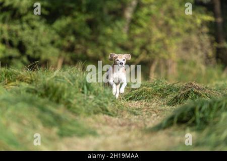 Porträt eines Beagle-Gewehrhundes, der im Freien über ein Feld läuft Stockfoto