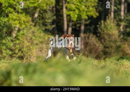 Porträt eines braque d´auvergne-Hundes, der beim Fowling eine tote Ente zurückholen kann Stockfoto