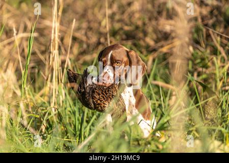 Porträt eines braque d´auvergne-Hundes, der beim Fowling eine tote Ente zurückholen kann Stockfoto