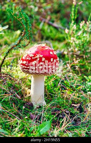 Fliege Gagarin gesehen im Wald. Herbstfarben. Rot weiß im grünen Wald Stockfoto