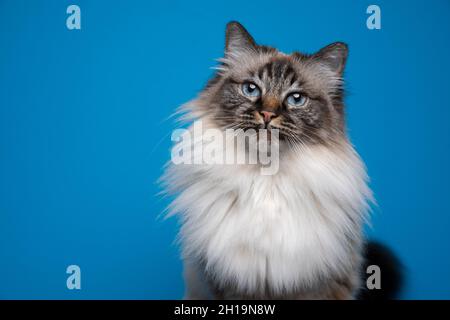 Schöne blaue Augen flauschige birman Katze Ton in Ton Porträt auf blauem Hintergrund mit Kopierraum Stockfoto