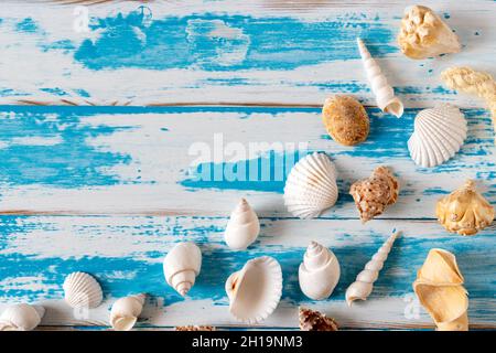 Muscheln auf blauem Holzbrett. Sommerferien Hintergrund. Stockfoto