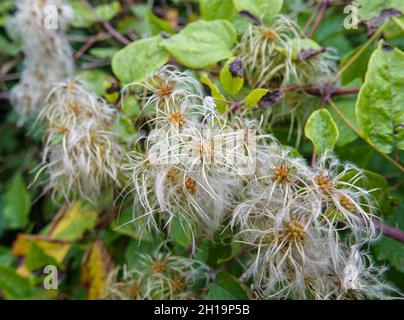 Nahaufnahme der Samenköpfe der asiatischen Jungfrauenbower (Clematis terniflora) Stockfoto