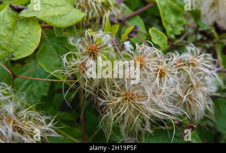 Nahaufnahme der Samenköpfe der asiatischen Jungfrauenbower (Clematis terniflora) Stockfoto