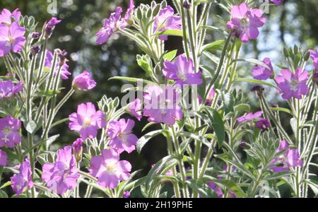 Große Weidenkräuter (Epilobium hirsutum) in Blüte, die an einem feuchten Rand am Gleisrand wächst. Bedgebury Forest, Kent, Großbritannien. Stockfoto