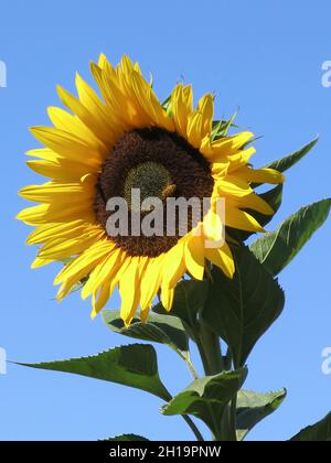 Eine einzelne Sonnenblume Stockfoto