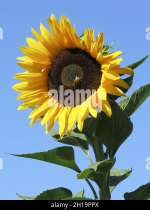 Eine einzelne Sonnenblume Stockfoto