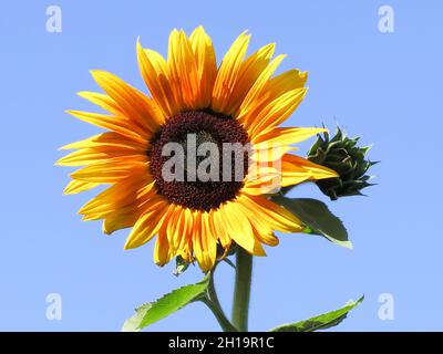 Ona einzelne Sonnenblume Stockfoto