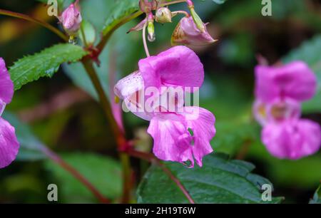 Himalayan Balsam Flower (Impatiens glandulifera) aka Polizist's Helm, bobby Tops, Copper Tops, Gnom's Hatstand und Kuss-me-on-the-Mountain Stockfoto
