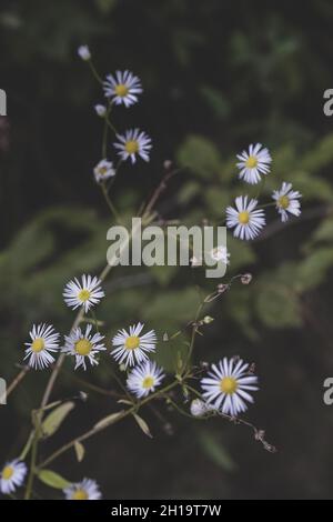 Eine vertikale selektive Fokusaufnahme von Erigeron-Anuusblüten Stockfoto