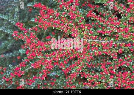 dh Cotoneaster horizontalis FLORA UK Rotbeerstrauch Herbstbeeren Busch Stockfoto