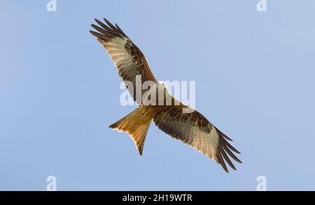 Der rote Drachenvögel Milvus milvus fliegt in einem blauen Himmel über Buckinghamshire, Großbritannien Stockfoto