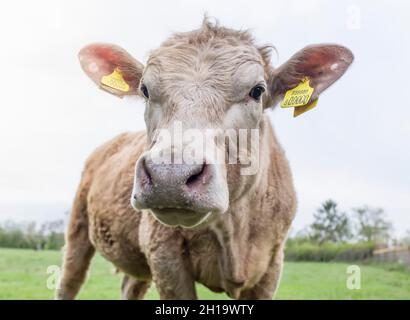 Junges Kalb (Hereford-Kuh) auf dem Feld mit Ohrmarken, Nase und Gesicht in der Nähe der Kamera. Rindervieh Großbritannien Stockfoto