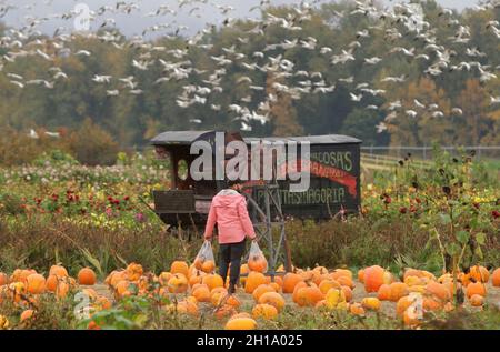 Richmond, Kanada. Oktober 2021. Am 17. Oktober 2021 trägt ein Mann seine ausgewählten Kürbisse während einer Kürbispflaster-Aktivität auf einer Farm in Richmond, British Columbia, Kanada. Menschen nahmen an der Aktivität Teil, um die Ankunft der Erntezeit zu markieren und das bevorstehende Halloween zu feiern. Quelle: Liang Sen/Xinhua/Alamy Live News Stockfoto