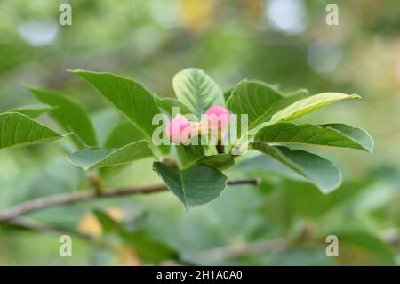 Lobner Magnolia Merrill unreife Frucht. Ohne Blüten Stockfoto