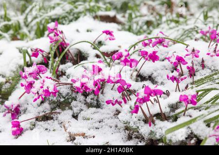 Schneebedeckte Cyclamen Coum oder östliche Sowbread. Winterblühende Pflanzen im britischen Garten Stockfoto