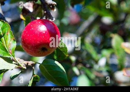 Kleiner roter Apfel auf einem wilden Apfelbaum in den Bergen Stockfoto