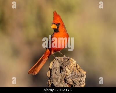 Northern cardinal, Marana, in der Nähe von Tucson, Arizona. Stockfoto