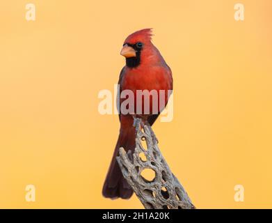 Northern cardinal, Marana, in der Nähe von Tucson, Arizona. Stockfoto