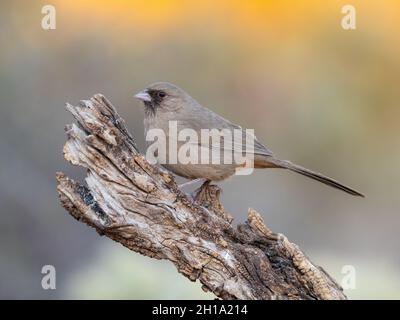 Abert's Towhee, Marana, in der Nähe von Tucson, Arizona. Stockfoto